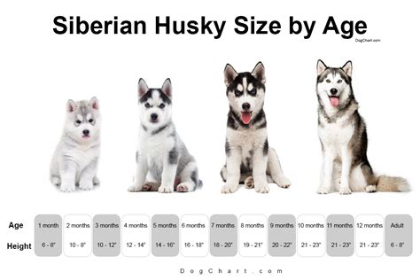 husky growing chart|husky size by age.